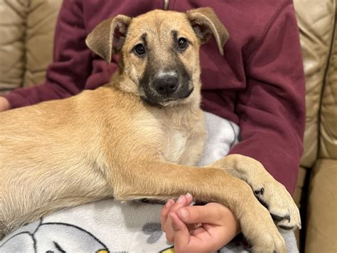 Dog for adoption - Pearl, a Shepherd Mix in Minneapolis, MN | Petfinder