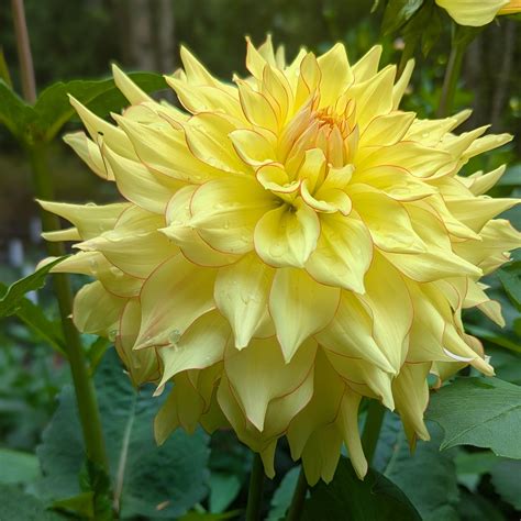 Hart's Bonnie – Good Life Dahlias