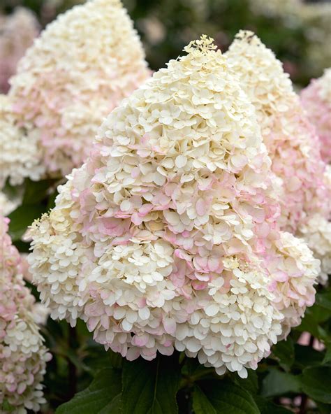 Hydrangea paniculata 'Graffiti' bare roots | Buy panicled hydrangeas ...