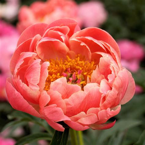 What Colors Are Peony Flowers at Rory Barbour blog