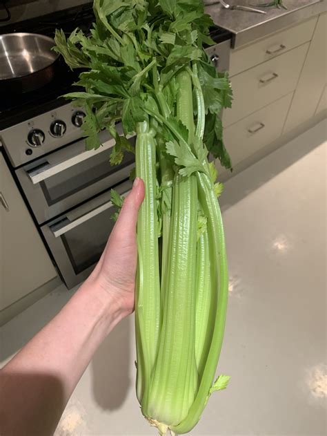 Container-Grown Celery: A Step-by-Step Guide — Meadowlark Journal