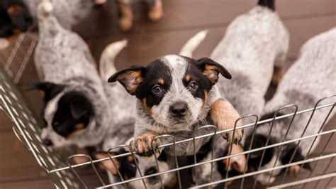 Raising Cane’s Franchise: Pros, Cons & Status in the U.S.