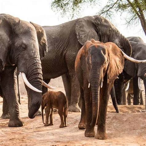 The Hidden Compassion of African Bull Elephants