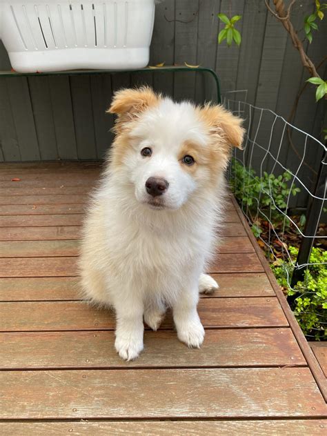 Golden Border Collie Puppies