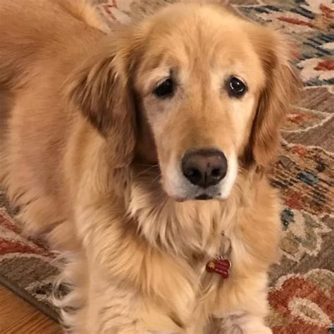 Adopt - Adopt a Golden Birmingham