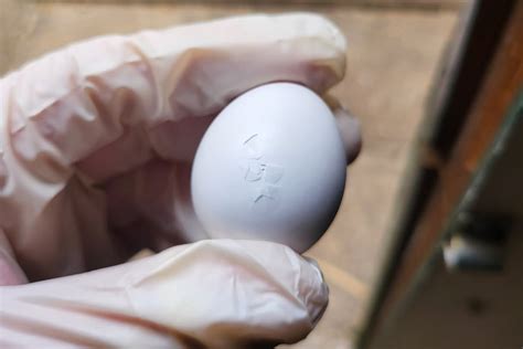 Rescued Endangered African grey parrots hatch! - Bristol Zoo Project - endangered egg