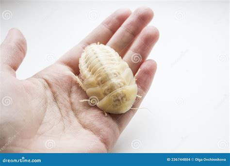 Archimandrita Tesselata is One of the Species of South American Cockroaches of the Genus ...