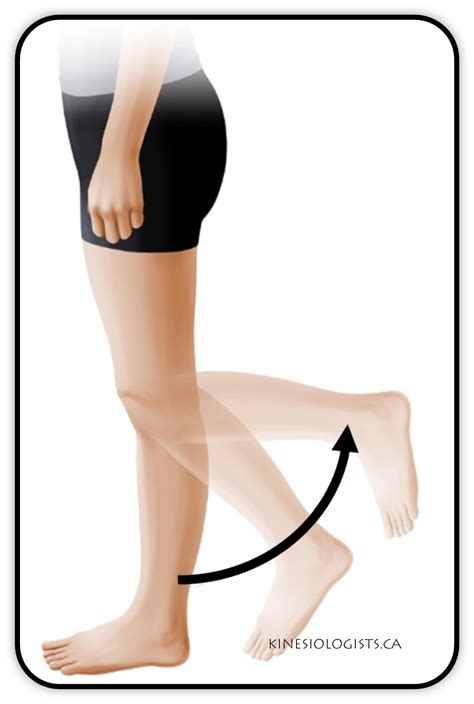 Knee Extension Synergist at Thomas Marriott blog