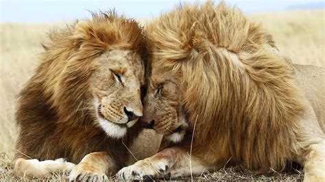 lion, cat, couple Wallpaper, HD Animals 4K Wallpapers, Images and ...