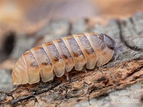 Armadillidium Vulgare