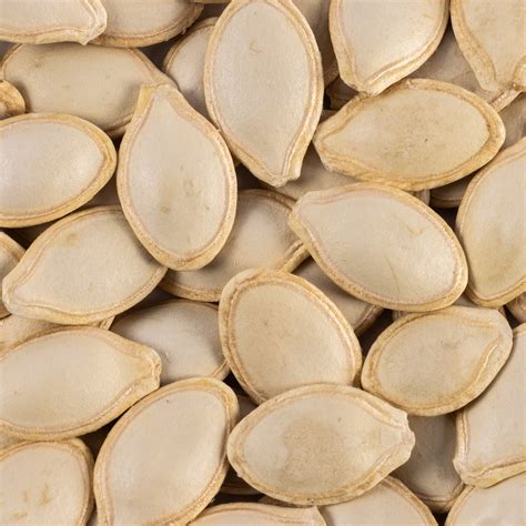 Round Zucchini Summer Squash Seeds | Heirloom, Non-GMO - My Patriot Supply