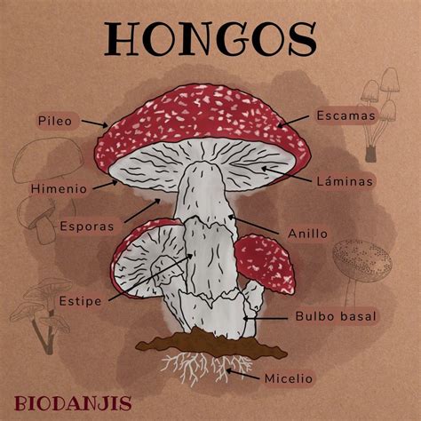 Mushroom anatomy labeled biology diagram vector illustration stock ...