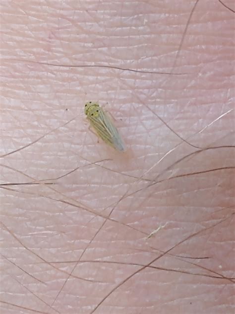 What Are These Tiny Bugs That Jump at Austin Smither blog