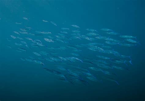 Ashley K Hawaii OnlyFans Leaks: What We Know and What’s Going Viral