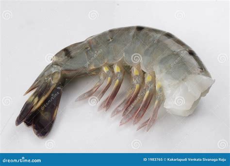 Black tiger prawn stock image. Image of photograph, seafood - 1983765