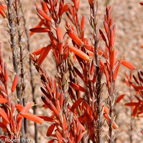 Blue Elf aloe - Waterwise Garden Planner