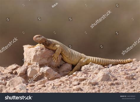 Spiny Tailed AGAMA (Uromastyx) is a genus of - Royalty Free Stock Photo 1443183923 - Avopix.com