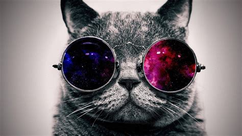 Cat with Sunglasses Wallpapers - Top Free Cat with Sunglasses ...