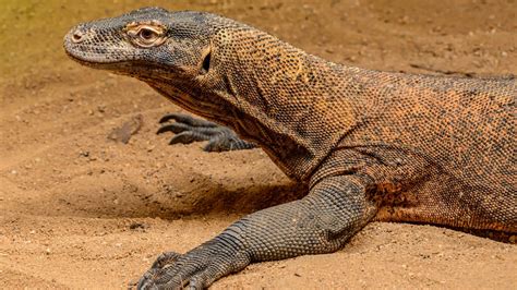 How To Save Komodo Dragons at William Domingue blog
