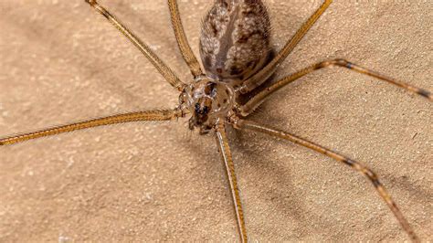 13 Astounding Facts About Giant Daddy Long-legs - Facts.net