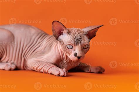 Cute purebred bicolor Sphynx kitten, chocolate mink and white with blue ...