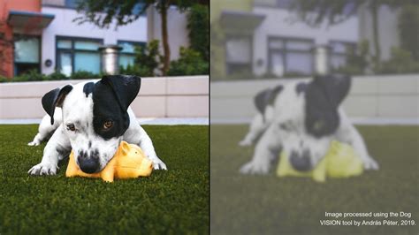 What Colours Can Dogs See – Forbes Advisor Canada