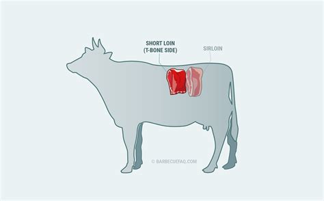 What is T-bone Steak? Popular Cut Explained - Barbecue FAQ