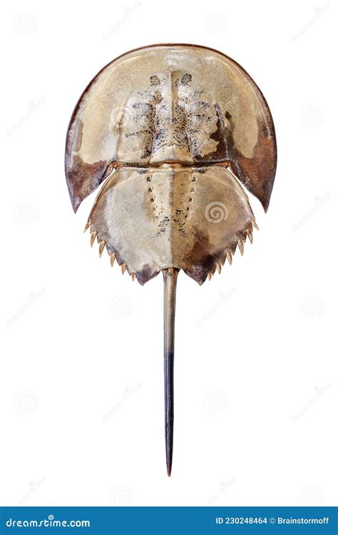 Arthropoda Phylum Marine
