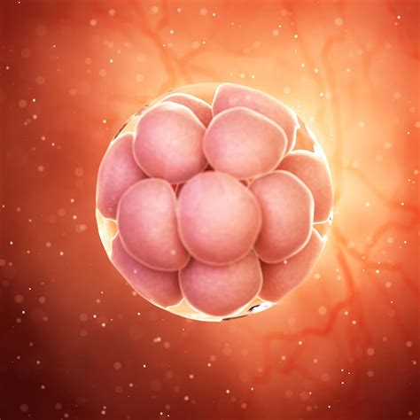 Pregnancy Week-by-Week: Baby Development, Symptoms & Signs