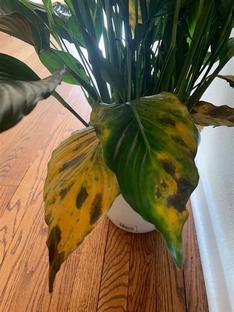 Stages Of Yellowing Peace Lily Leaves