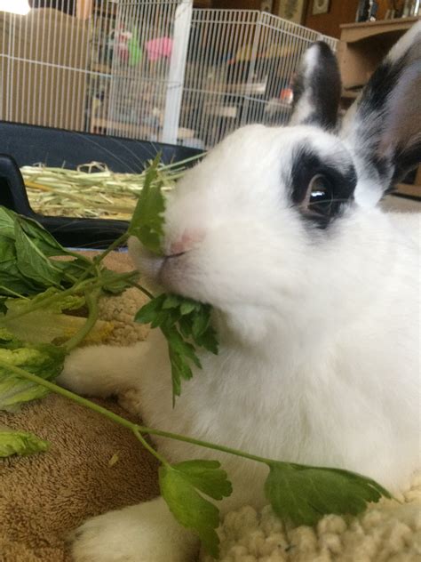 Vegetables for Rabbits