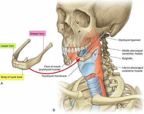 Hyoid bone anatomy, location, dislocation, fracture & hyoid bone syndrome