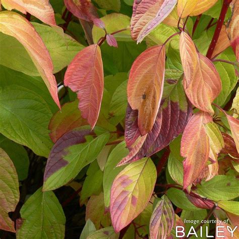 Cornus alba Neon Burst 2gal Dogwood Shrub – Cornell Farm