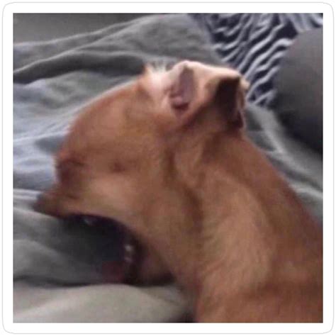 15 Chihuahua ideas in 2025 | funny animals, animal memes, chihuahua