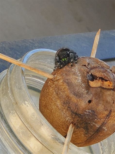 What is the deal with jumping spiders? : r/spiders