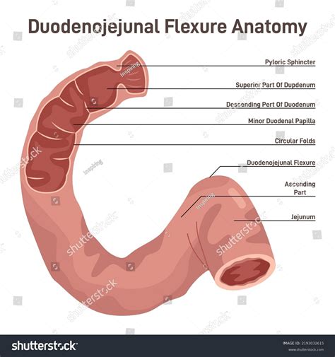 Duodenum Parts