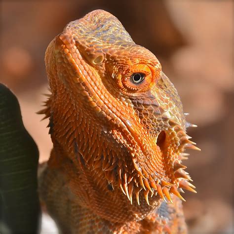 Orange Bearded Dragon on Branch