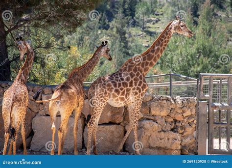 Group Of Giraffes In The Serengeti National Park On A Sunset Background ...
