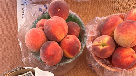 Palisade peaches season arrives in Colorado