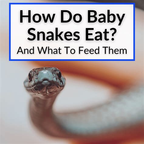 Pet Snake Eating at Lori Allan blog