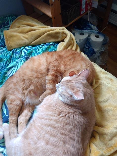 Two Cats Laying on a Bed | How to keep cats warm, Cat heat cycle, Cat ...