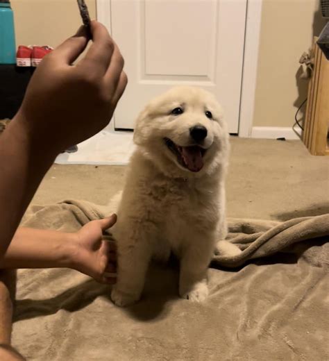 My 8 week baby : r/greatpyrenees