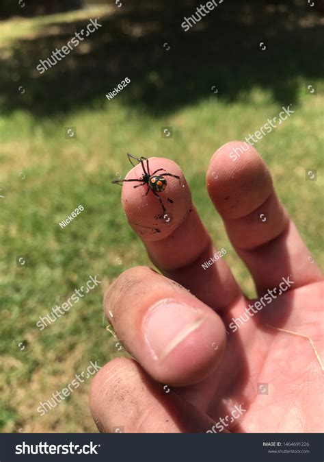 Juvenile Female Southern Black Widow Latrodectus Stock Photo (Edit Now ...