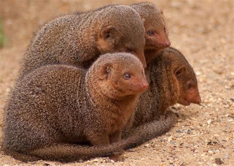 13 Magnificent Facts about Mongoose - Fact City