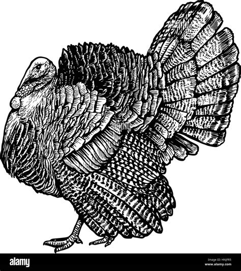 Turkey illustration, drawing, engraving, line art, realistic Stock ...