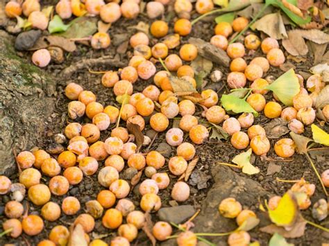 Ginkgo Biloba Fruit