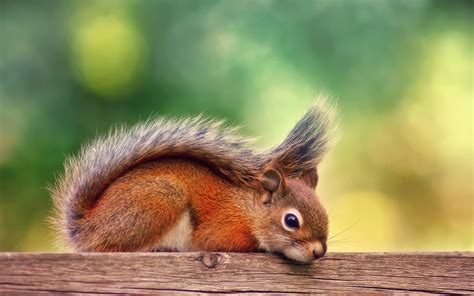 «Squirrels» 1080P, 2k, 4k HD wallpapers, backgrounds free download ...