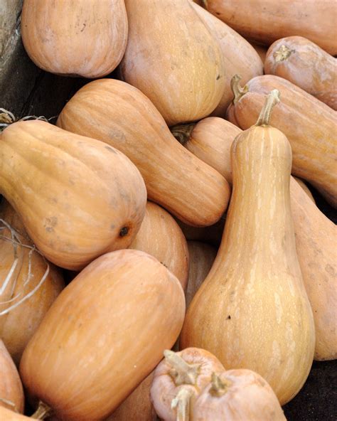 When to Harvest Butternut Squash — Meadowlark Journal