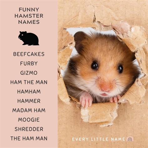 240+ Best Hamster Names (Cute, Funny, and Quirky) - Every Little Name