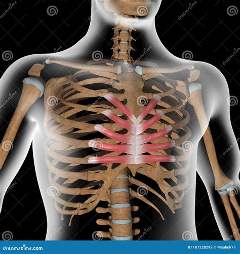 Human Transversus Thoracis Muscles on Xray Body Stock Illustration - Illustration of skeleton ...